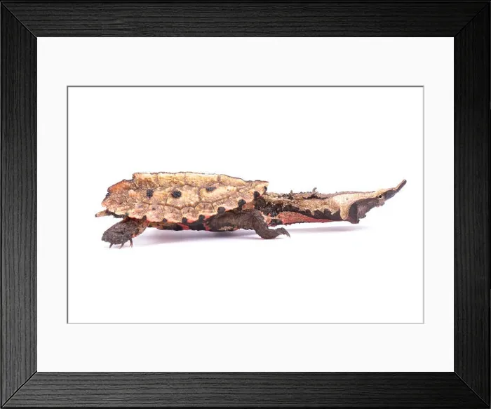 Framed Print : matamata, Chelus fimbriata