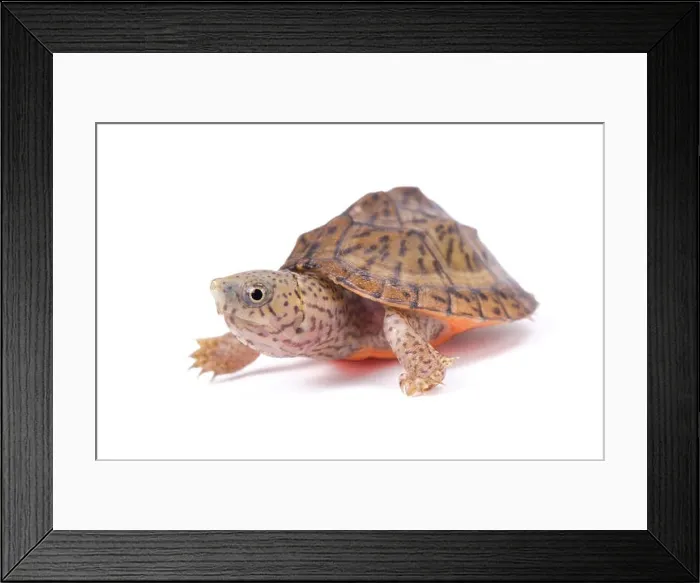 Framed Print : razor-backed musk turtle, Sternotherus carinatus Framed Print : razor-backed musk turtle, Sternotherus carinatus