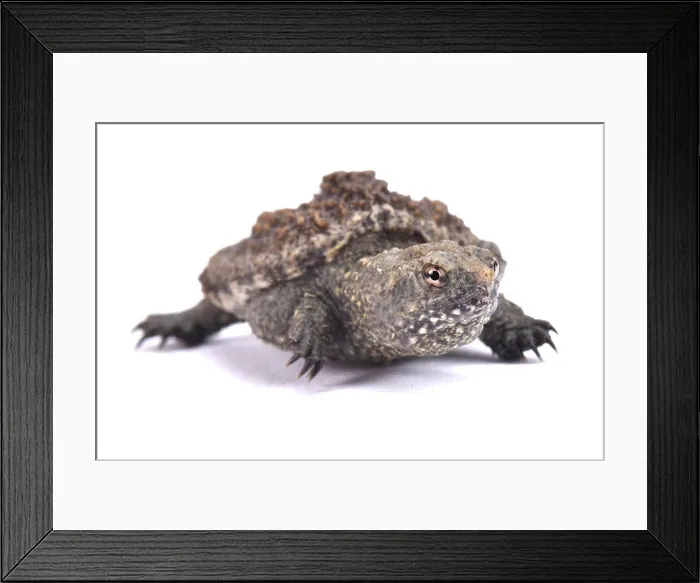 Framed Print : Common snapping turtle, Chelydra serpentina Framed Print : Common snapping turtle, Chelydra serpentina