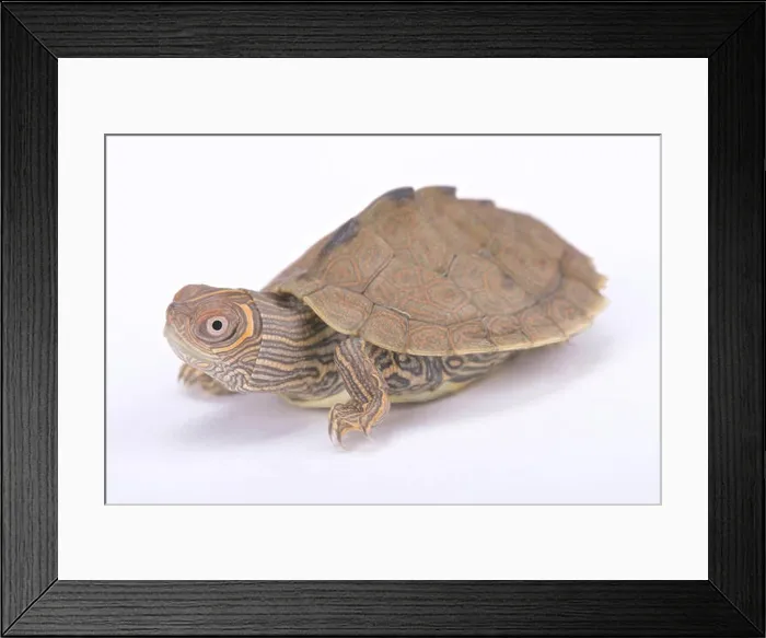 Framed Print : Mississippi map turtle, Graptemys pseudogeographica kohni Framed Print : Mississippi map turtle, Graptemys pseudogeographica kohni