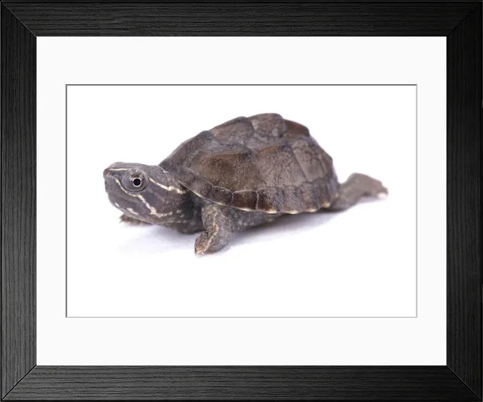 Framed Print : Musk turtle, Sternotherus odoratus Framed Print : Musk turtle, Sternotherus odoratus