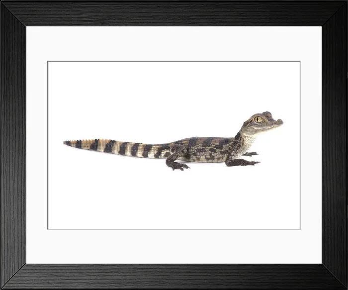 Framed Print : Spectacled caiman (Caiman crocodilus) Framed Print : Spectacled caiman (Caiman crocodilus)