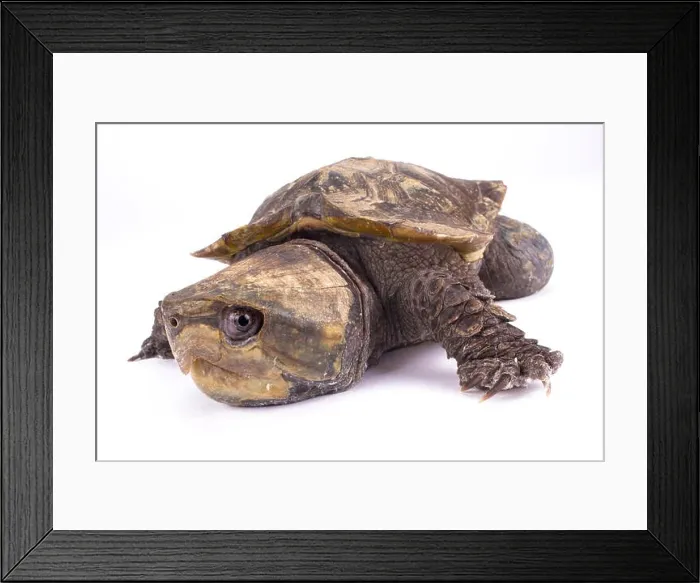 Framed Print : Big-headed turtle, Platysternon megacephalum Framed Print : Big-headed turtle, Platysternon megacephalum