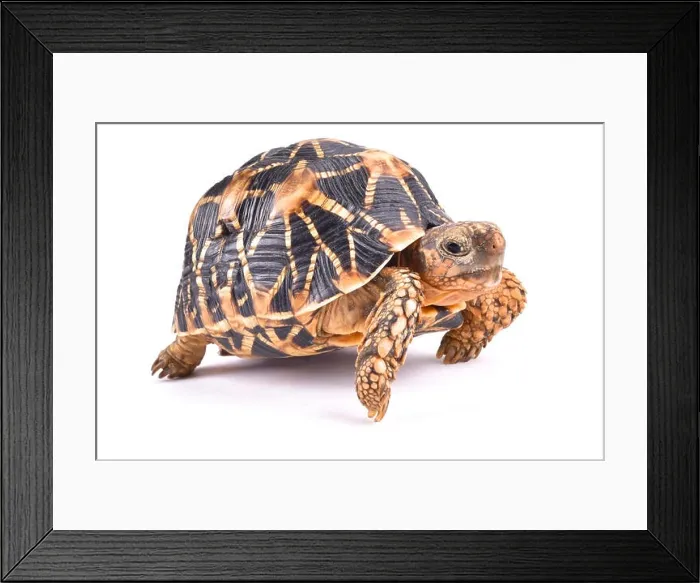 Framed Print : Indian star tortoise, Geochelone elegans Framed Print : Indian star tortoise, Geochelone elegans