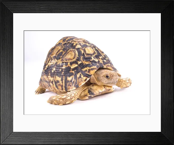 Framed Print : Leopard tortoise, Geochelone pardalis Framed Print : Leopard tortoise, Geochelone pardalis