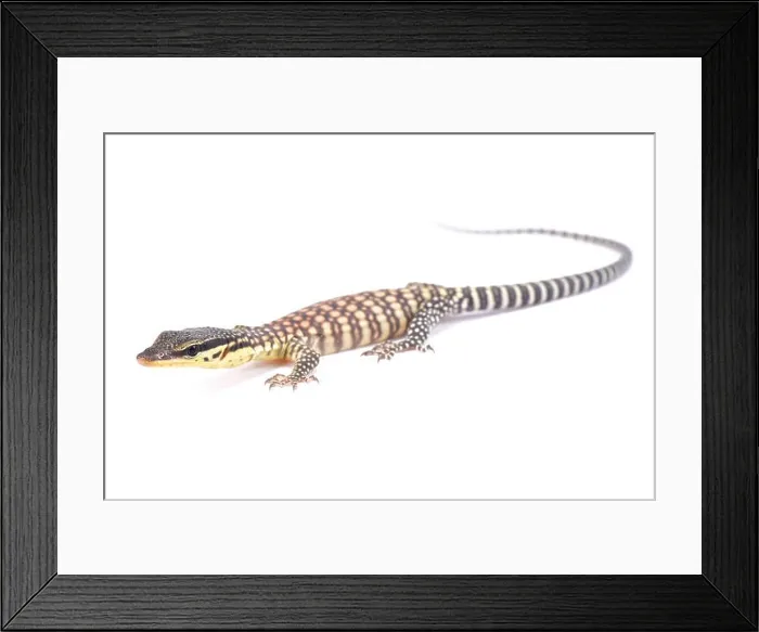 Framed Print : Kimberley rock monitor, Varanus glauerti Framed Print : Kimberley rock monitor, Varanus glauerti