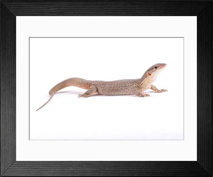 Framed Print : Storr's goanna, Varanus storri Framed Print : Storr's goanna, Varanus storri