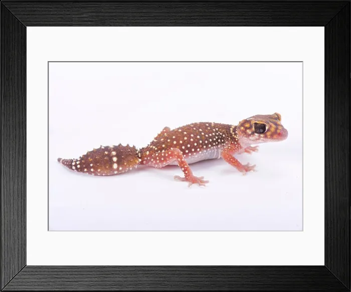 Framed Print : Eastern thick-tailed gecko, Underwoodisaurus husbandi Framed Print : Eastern thick-tailed gecko, Underwoodisaurus husbandi