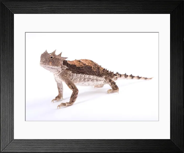 Framed Print : Giant horned lizard, Phrynosoma asio Framed Print : Giant horned lizard, Phrynosoma asio