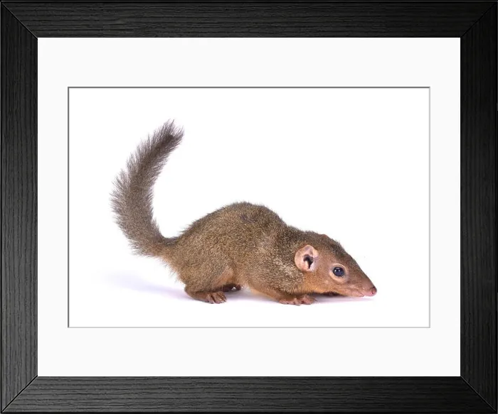 Framed Print : northern treeshrew, Tupaia belangeri Framed Print : northern treeshrew, Tupaia belangeri