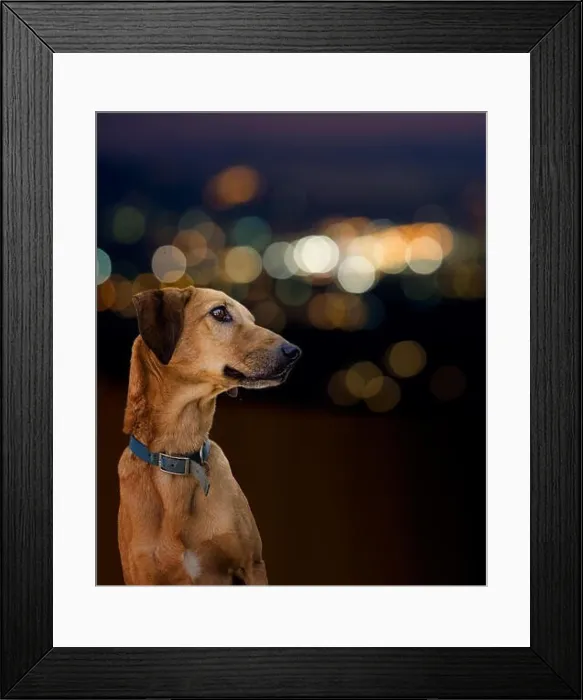 Framed Print : Brown mongrel pet. City, town lights behind Framed Print : Brown mongrel pet. City, town lights behind