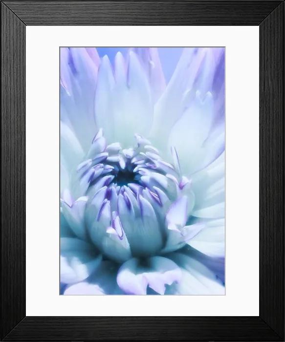 Framed Print : Surreal fantasy dahlia, violet dreams Framed Print : Surreal fantasy dahlia, violet dreams