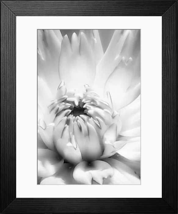Framed Print : White dahlia monochrome macro portrait of the inner of an isolated single white bright blossom Framed Print : White dahlia monochrome macro portrait of the inner of an isolated single white bright blossom