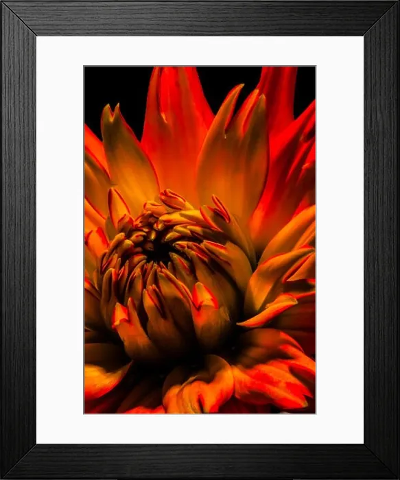 Framed Print : fiery red vibrant isolated dahlia blossom macro on black background in surrealistic pop art painting style Framed Print : fiery red vibrant isolated dahlia blossom macro on black background in surrealistic pop art painting style