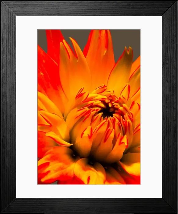 Framed Print : Surrealistic fiery red yellow glowing dahlia blossom macro in pop-art fantasy colorful surreal painting style Framed Print : Surrealistic fiery red yellow glowing dahlia blossom macro in pop-art fantasy colorful surreal painting style