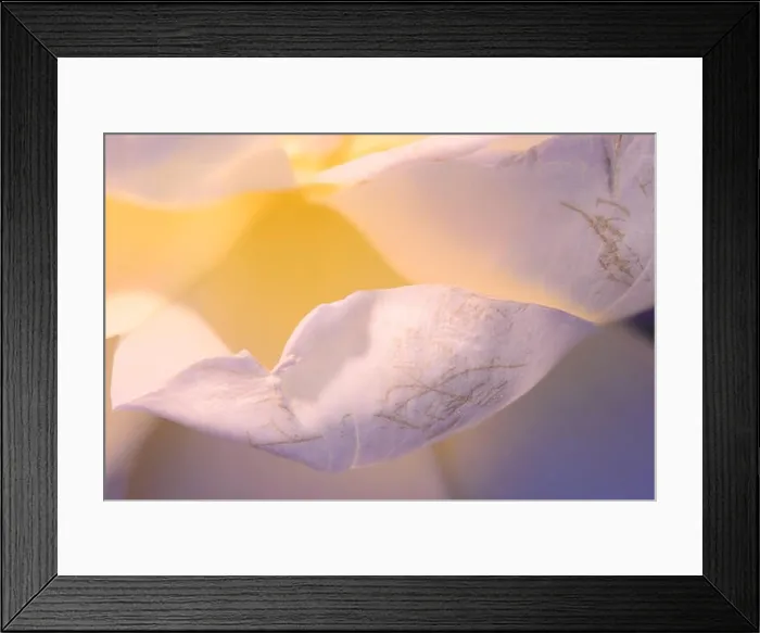 Framed Print : Floral fine art harmonic soft rose macro of yellow white petals with very fine texture Framed Print : Floral fine art harmonic soft rose macro of yellow white petals with very fine texture