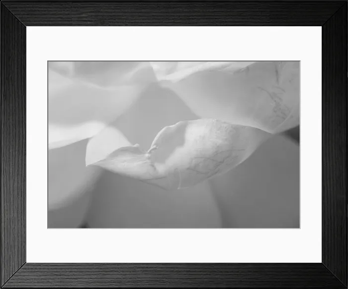 Framed Print : white rose blossom petals, floral fine art harmonic high key monochrome macro with very fine texture and structure Framed Print : white rose blossom petals, floral fine art harmonic high key monochrome macro with very fine texture and structure