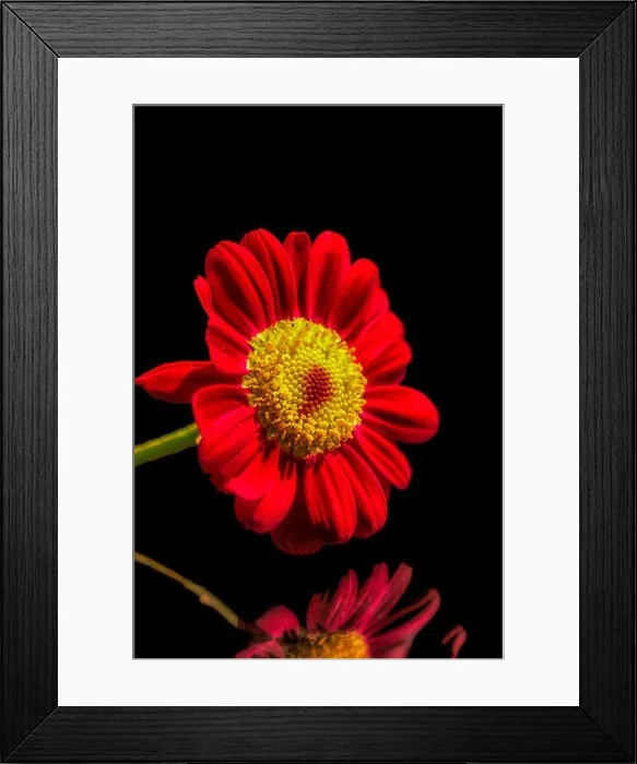 Framed Print : red yellow flowering marguerite / daisy blossom in bright sunshine reflected on a mirror with black background Framed Print : red yellow flowering marguerite / daisy blossom in bright sunshine reflected on a mirror with black background