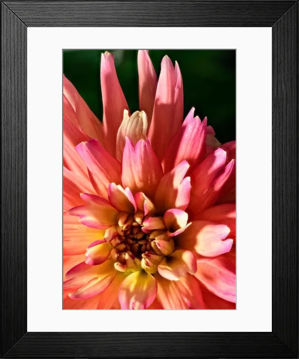 Framed Print : dahlia blossom, black background Framed Print : dahlia blossom, black background