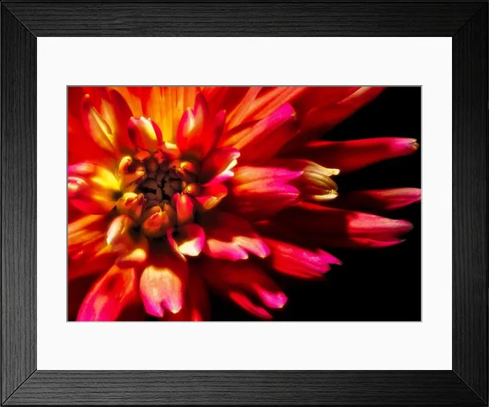 Framed Print : red fiery single isolated dahlia blossom Framed Print : red fiery single isolated dahlia blossom