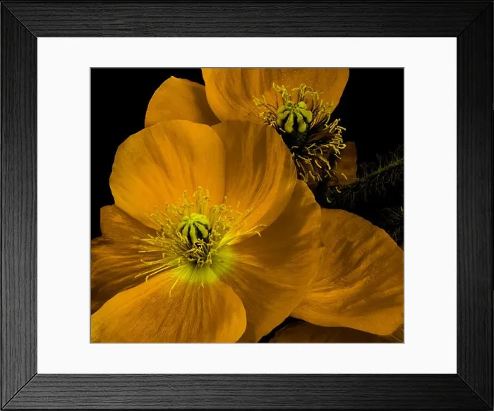 Framed Print : Floral fine art orange dark yellow flowering iceland poppy blossom macro portrait isolated on black background in Framed Print : Floral fine art orange dark yellow flowering iceland poppy blossom macro portrait isolated on black background in