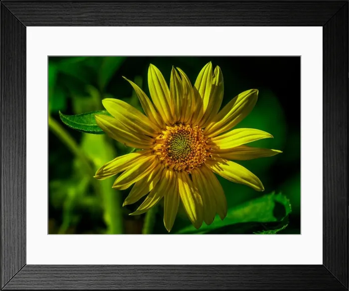 Framed Print : Vibrant macro portrait of a single yellow marguerite / daisy blossom in bright sunlight on blurred natural dark green Framed Print : Vibrant macro portrait of a single yellow marguerite / daisy blossom in bright sunlight on blurred natural dark green