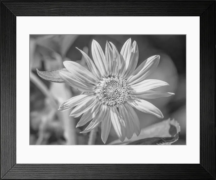 Framed Print : high key black and white marguerite / daisy blossom in bright sunshine on natural blurred background Framed Print : high key black and white marguerite / daisy blossom in bright sunshine on natural blurred background