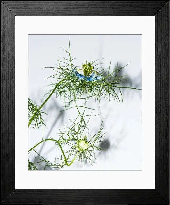 Framed Print : green blue filigree love-in-a-mist, blossom, bud, shadows on white background Framed Print : green blue filigree love-in-a-mist, blossom, bud, shadows on white background