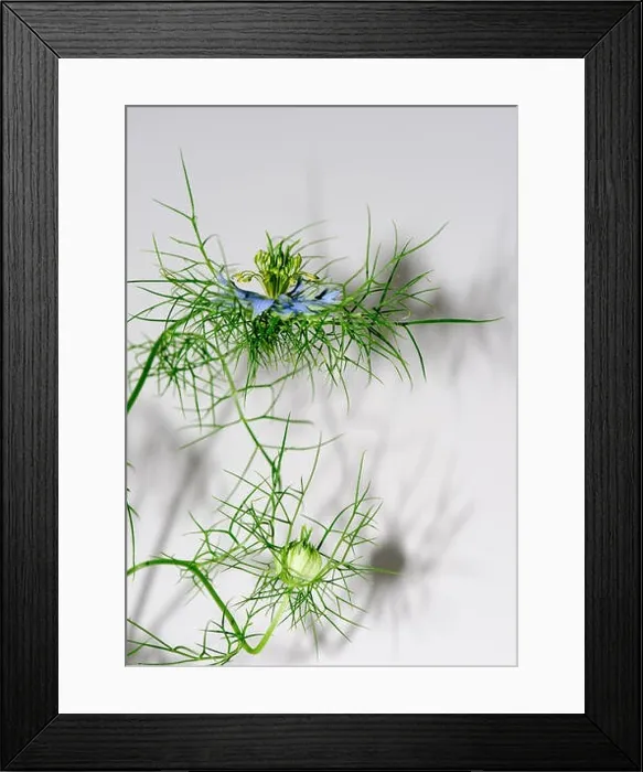 Framed Print : Color floral portrait of a love-in-a-mist with shadows on a white wall Framed Print : Color floral portrait of a love-in-a-mist with shadows on a white wall