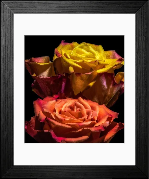 Framed Print : orange red yellow rose blossom pair (rose duo) on black background in vibrant colors Framed Print : orange red yellow rose blossom pair (rose duo) on black background in vibrant colors