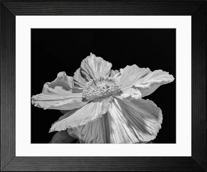 Framed Print : White satin / silk poppy blossom macro portrait Framed Print : White satin / silk poppy blossom macro portrait