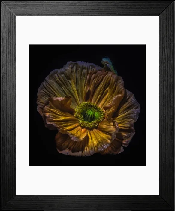 Framed Print : golden, brown, green single isolated satin / silk poppy blossom Framed Print : golden, brown, green single isolated satin / silk poppy blossom