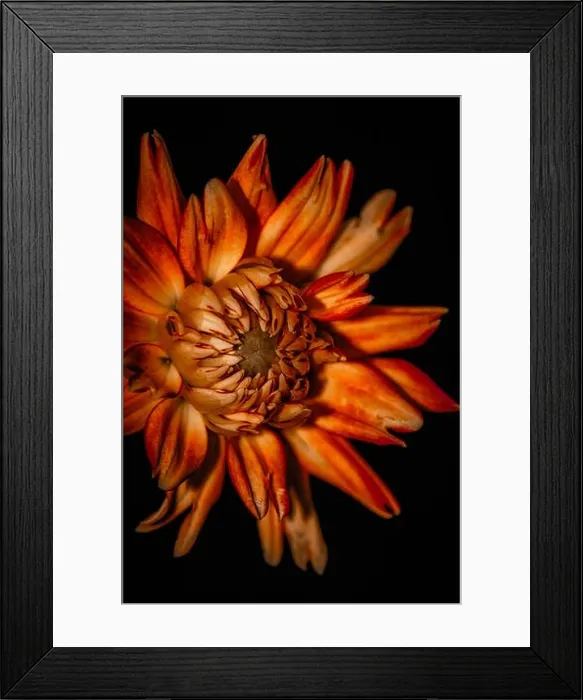 Framed Print : Fine art still life vintage dahlia blossom Framed Print : Fine art still life vintage dahlia blossom