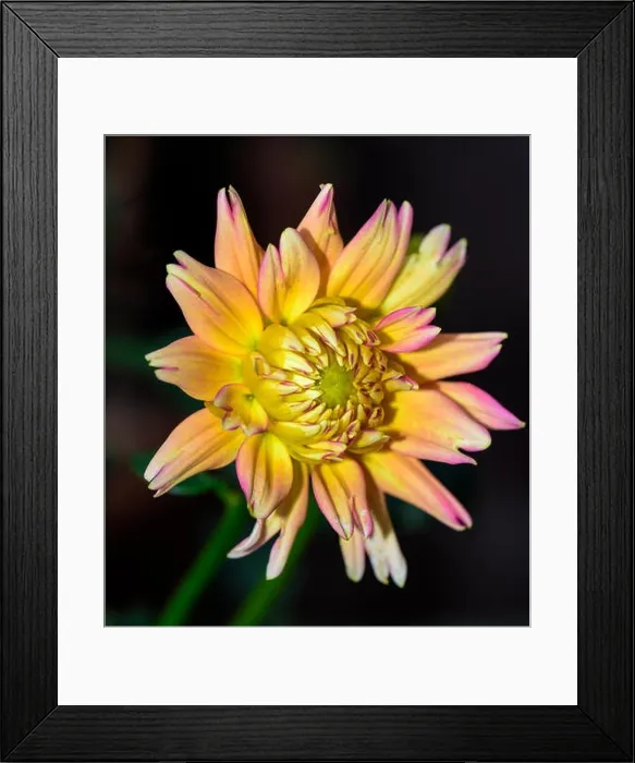 Framed Print : vibrant dahlia blossom macro portrait of a single isolated vivid yellow orange pink bloom Framed Print : vibrant dahlia blossom macro portrait of a single isolated vivid yellow orange pink bloom