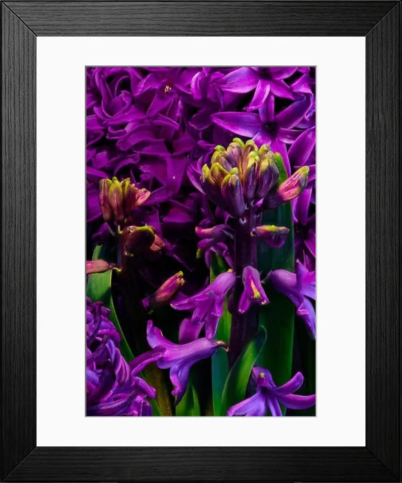Framed Print : deep purple flowering hyacinth blossom macro on natural background Framed Print : deep purple flowering hyacinth blossom macro on natural background