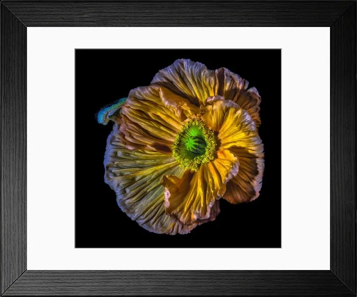 Framed Print : Golden satin / silk poppy blossom surrealistic macro portrait Framed Print : Golden satin / silk poppy blossom surrealistic macro portrait