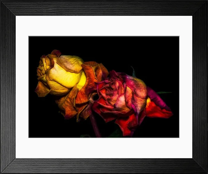 Framed Print : Fantasy portrait of an aged golden red rose couple