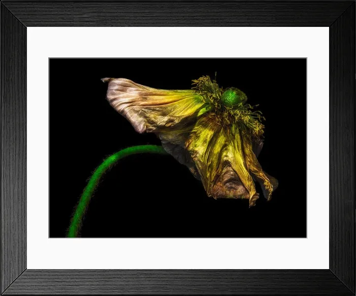 Framed Print : surrealistic fading golden green satin / silk poppy blossom macro fantasy Framed Print : surrealistic fading golden green satin / silk poppy blossom macro fantasy