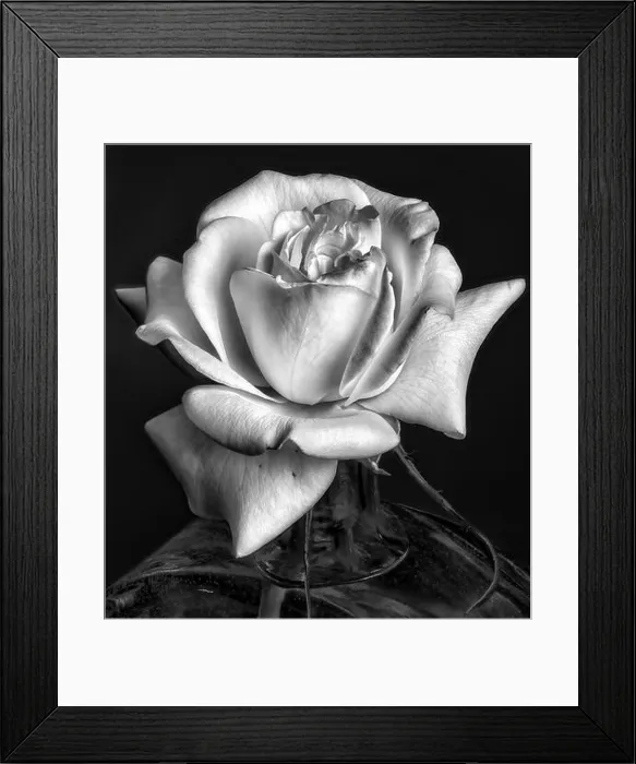 Framed Print : vintage monochrome rose blossom in a vase Framed Print : vintage monochrome rose blossom in a vase