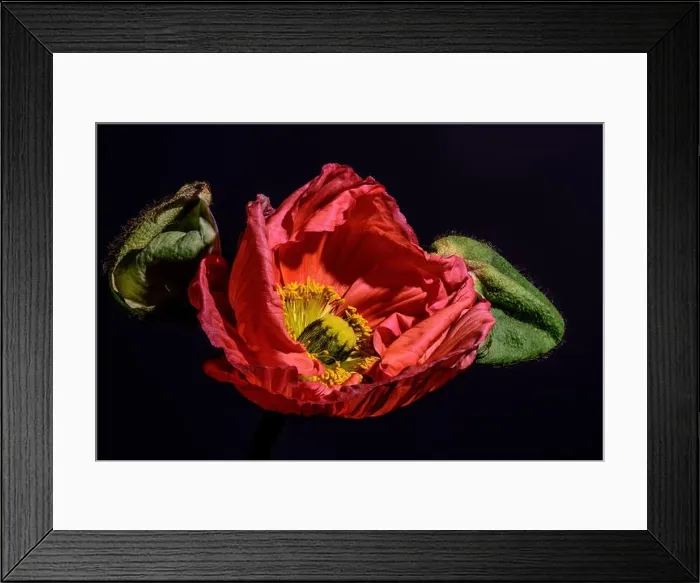 Framed Print : young red satin / silk poppy blossom macro portrait Framed Print : young red satin / silk poppy blossom macro portrait