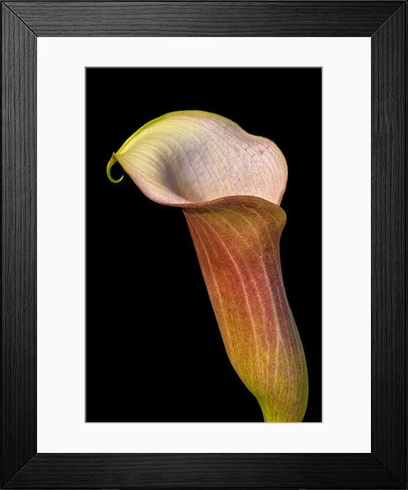 Framed Print : vintage painting style red brown calla blossom macro portrait Framed Print : vintage painting style red brown calla blossom macro portrait