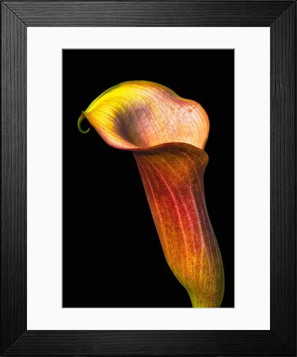 Framed Print : vintage painting style red brown calla blossom macro portrait