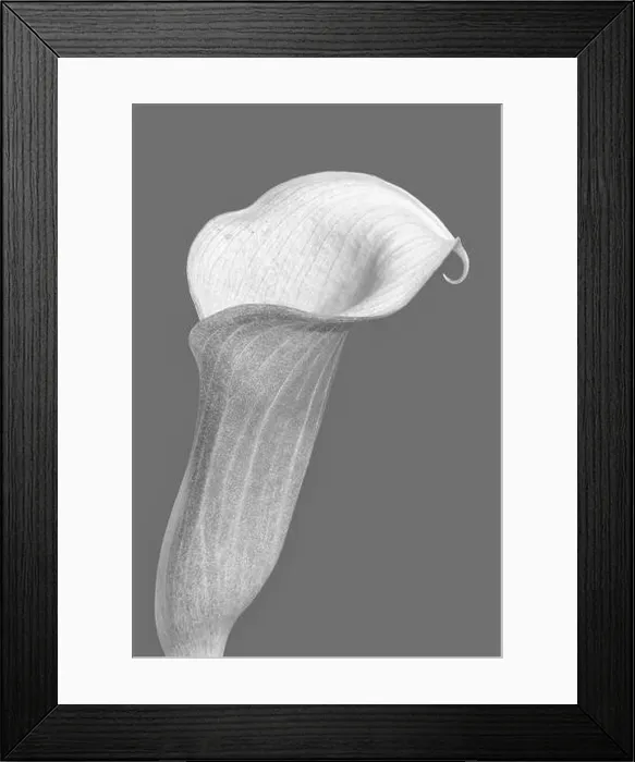 Framed Print : calla blossom monochrome macro portrait of a single isolated bloom Framed Print : calla blossom monochrome macro portrait of a single isolated bloom
