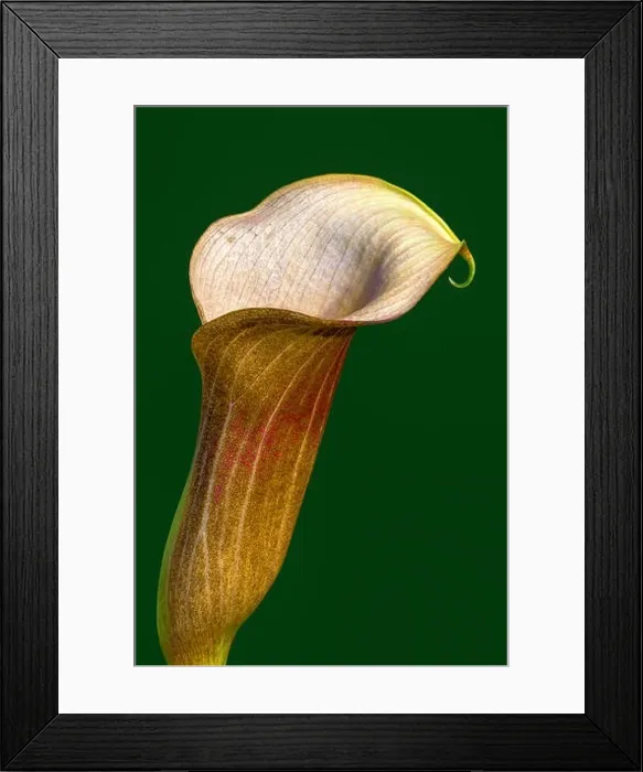Framed Print : vintage painting style red brown calla blossom macro portrait Framed Print : vintage painting style red brown calla blossom macro portrait
