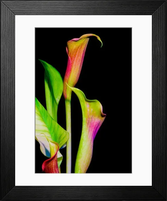 Framed Print : Color fine art calla blossom bouquet, black background, detailed texture in retro painting style Framed Print : Color fine art calla blossom bouquet, black background, detailed texture in retro painting style