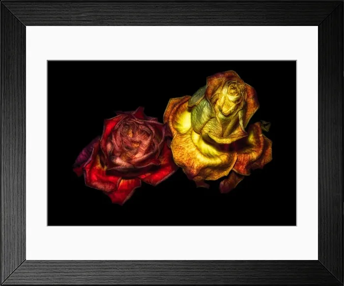 Framed Print : surrealstic fantasy aged golden red rose couple macro Framed Print : surrealstic fantasy aged golden red rose couple macro