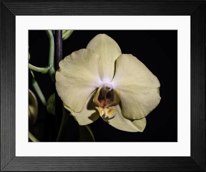 Framed Print : isolated pale yellow orchid blossom, green stem, macro on black background with detailed texture Framed Print : isolated pale yellow orchid blossom, green stem, macro on black background with detailed texture
