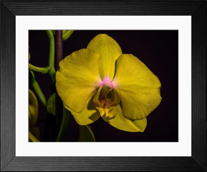 Framed Print : isolated yellow glittering orchid blossom, green stem, macro on black background with detailed texture Framed Print : isolated yellow glittering orchid blossom, green stem, macro on black background with detailed texture