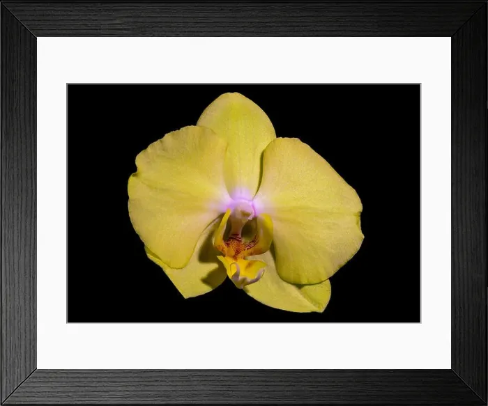 Framed Print : isolated bright yellow orchid blossom, macro on black background with detailed texture Framed Print : isolated bright yellow orchid blossom, macro on black background with detailed texture