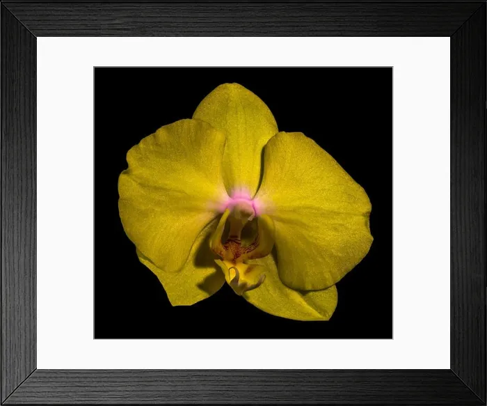 Framed Print : isolated glittering yellow orchid blossom, macro on black background with detailed texture Framed Print : isolated glittering yellow orchid blossom, macro on black background with detailed texture